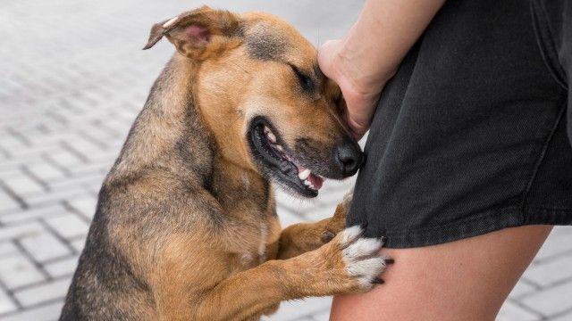 cão