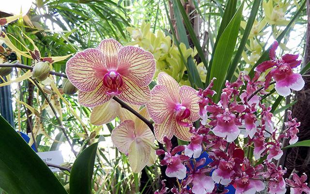 Museu Câmara Cascudo recebe mostra de orquídeas neste fim de semana