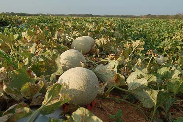 Workshop irá debater o mercado chinês para o melão brasileiro em Mossoró