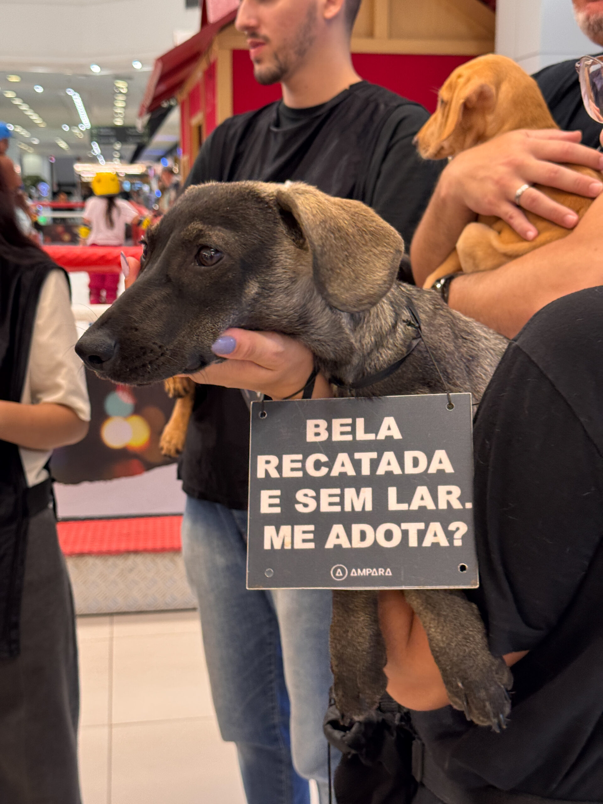 Feira de adoção de Cães e gatos vai acontecer na galeria Carrefour Natal no mês de maio