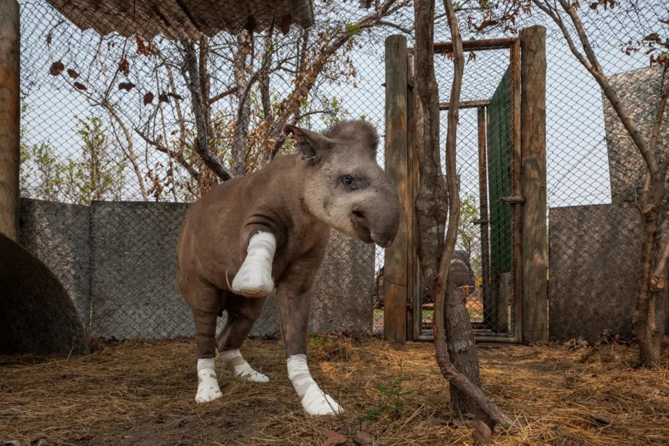 Foto de anta machucada no Pantanal vence concurso internacional de fotografia