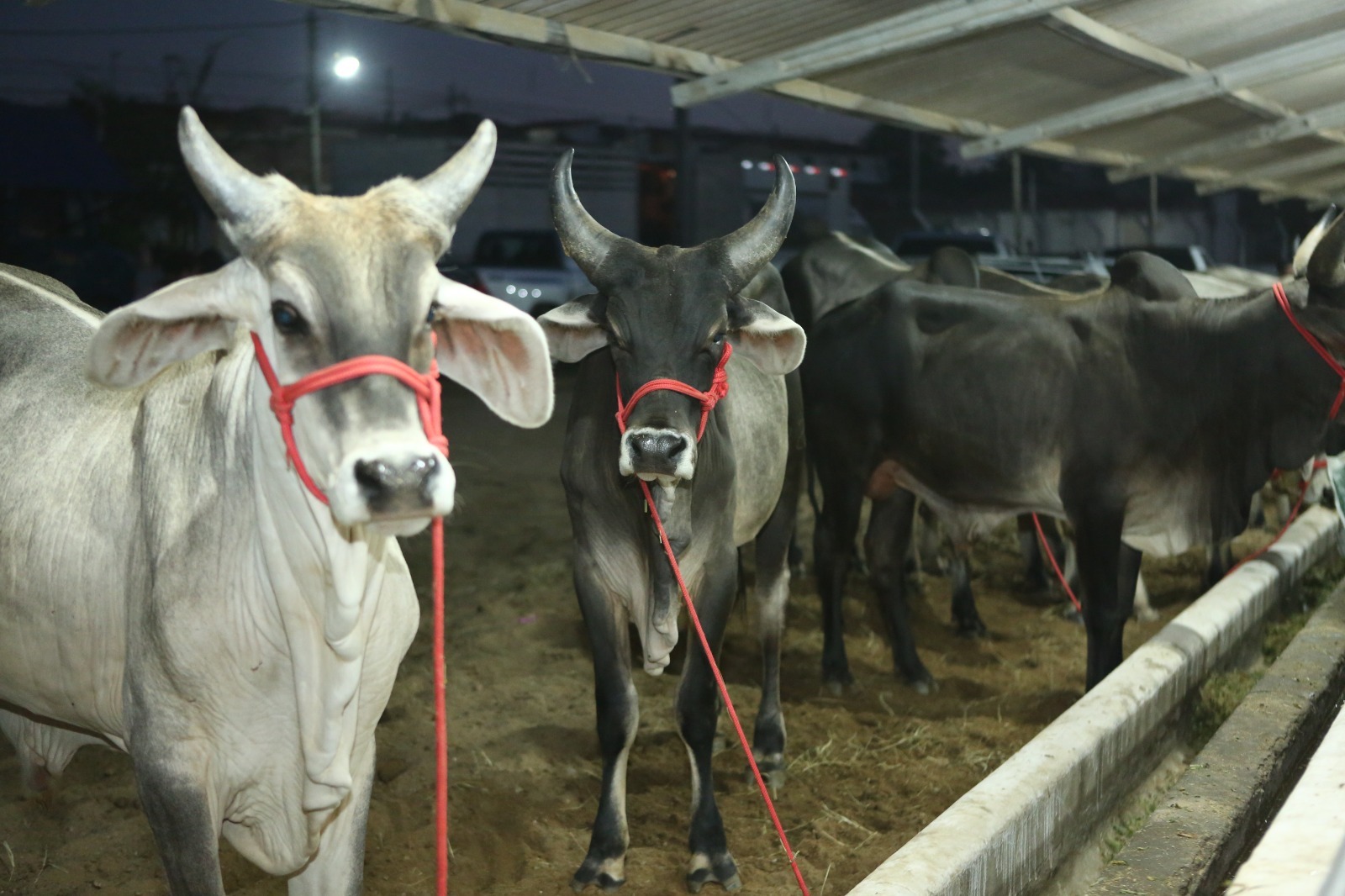 Exponovos abre calendário agropecuário do Seridó e reforça fortalecimento do setor no RN