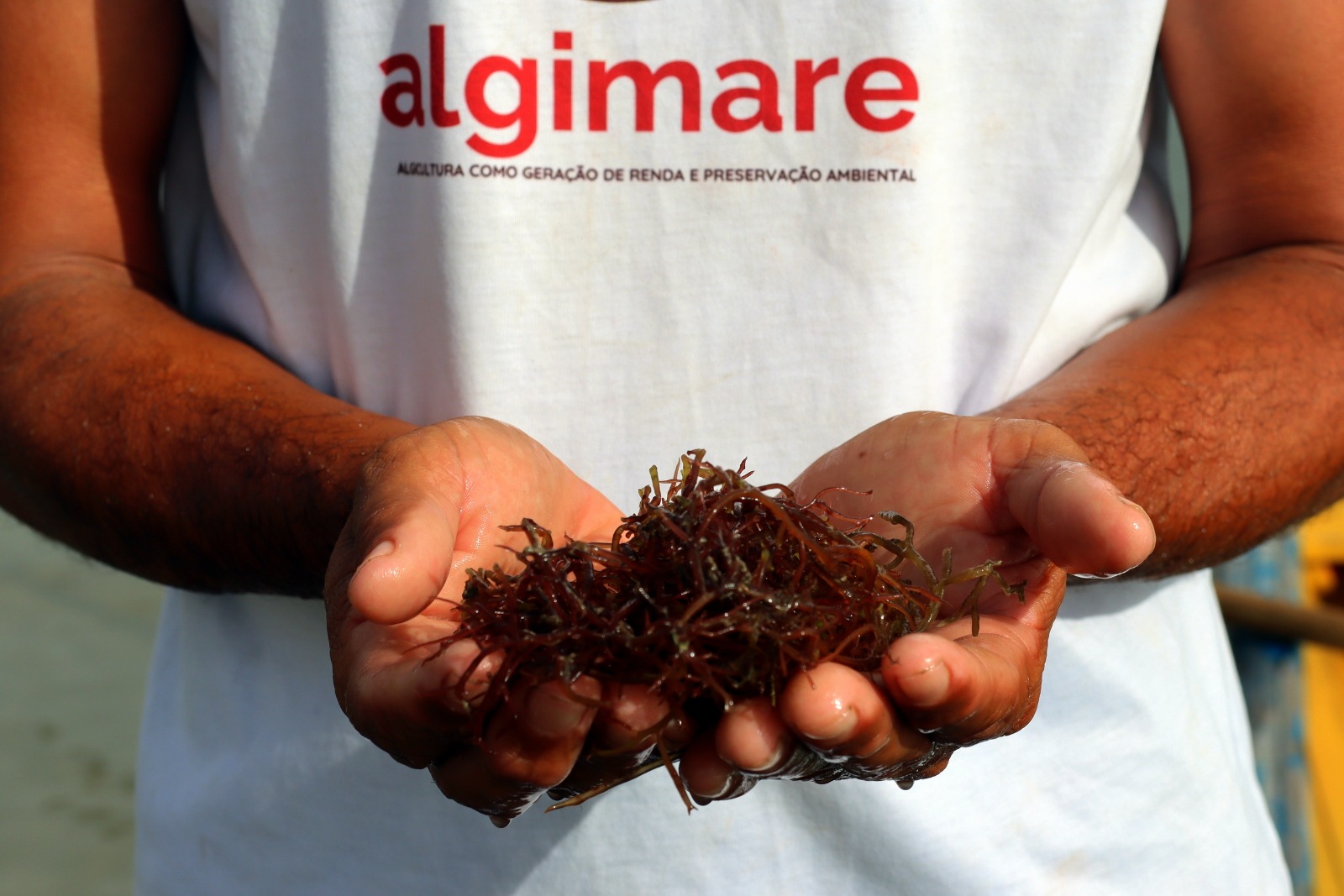 Projeto realiza minicurso gratuito de gastronomia com algas marinhas