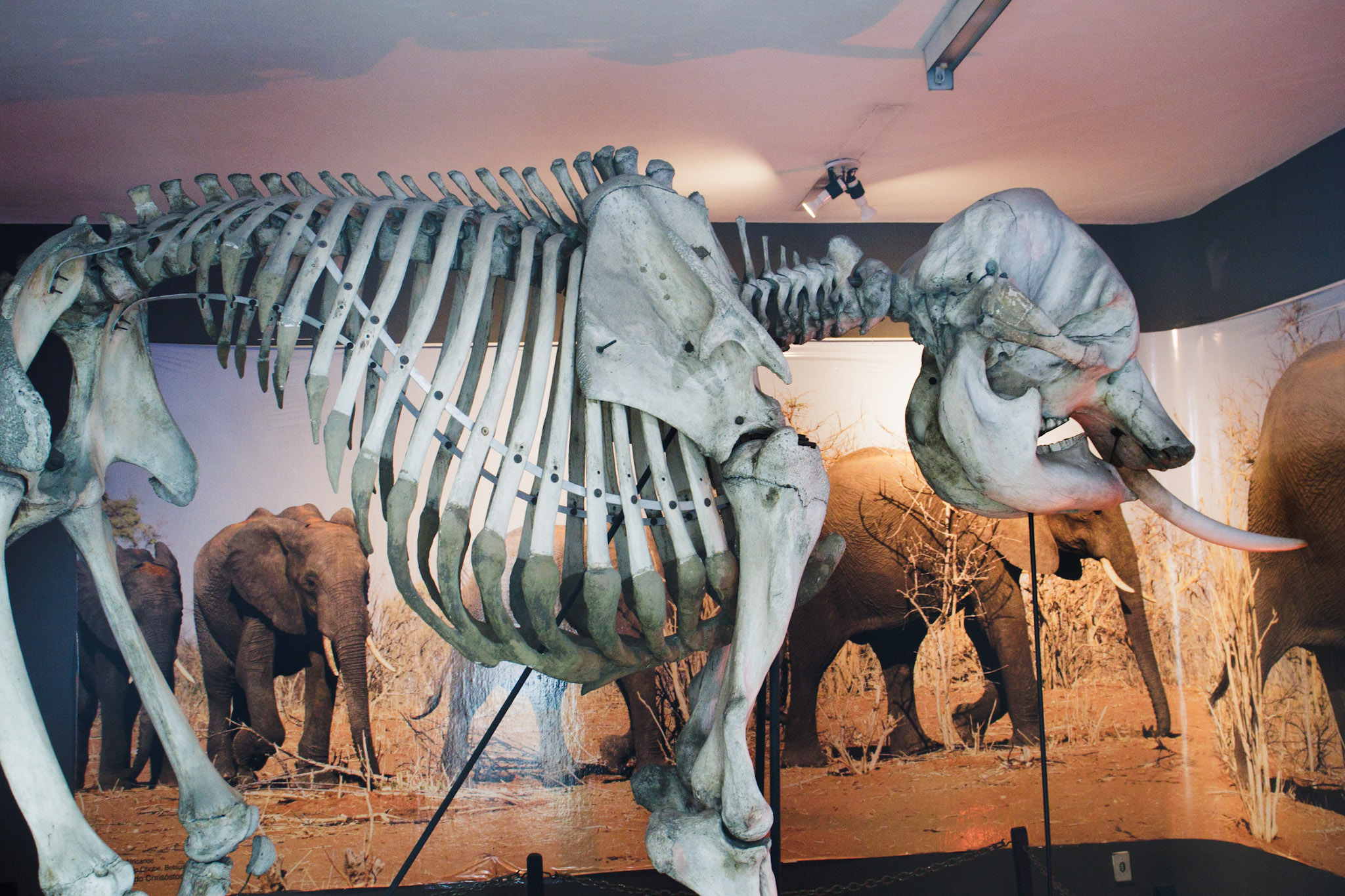 MCC traz programação de despedida da exposição com esqueletos gigantes
