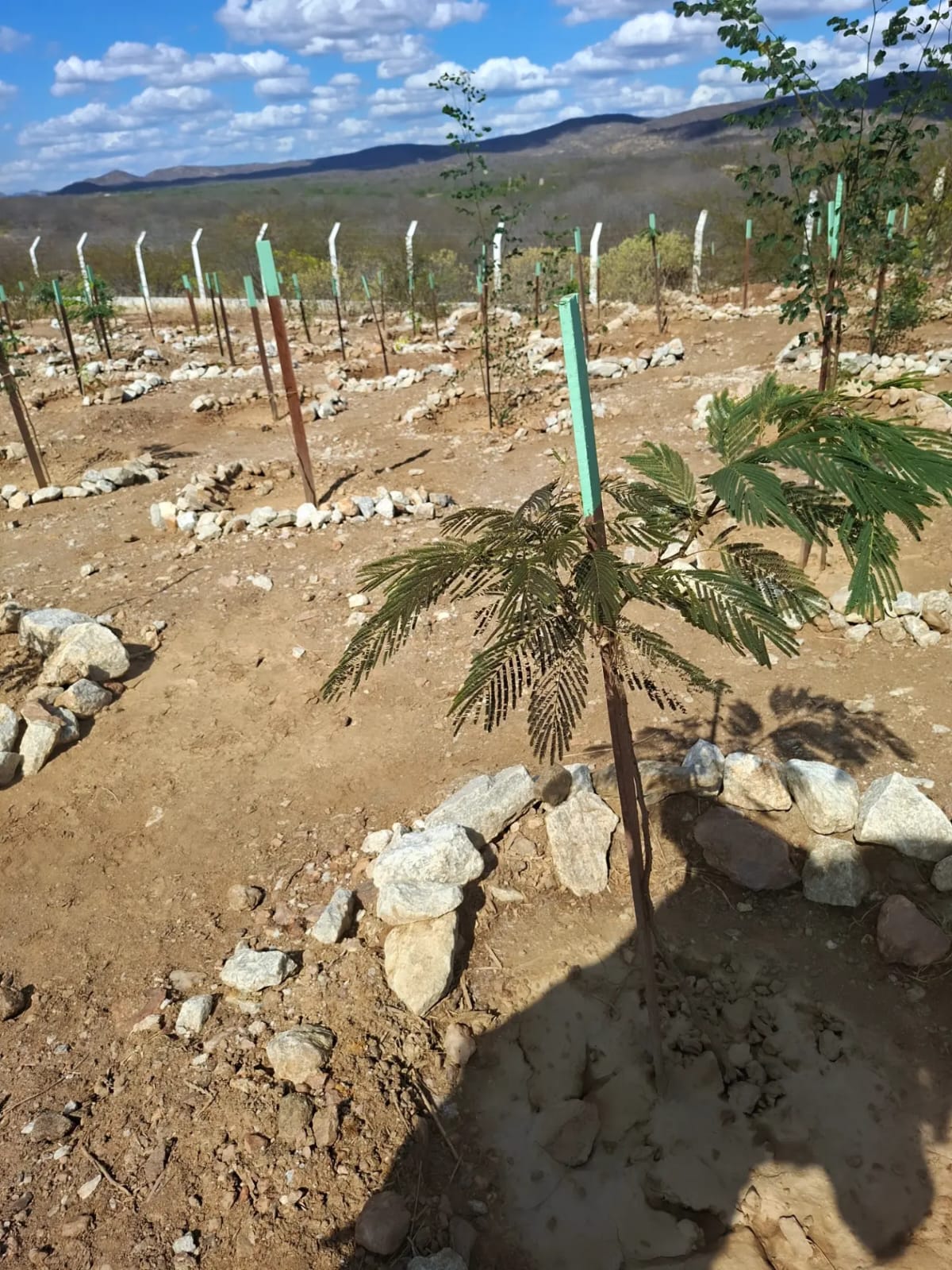 Organização Atitude Social e Ambiental transforma áreas desertificadas em novas florestas no Rio Grande do Norte