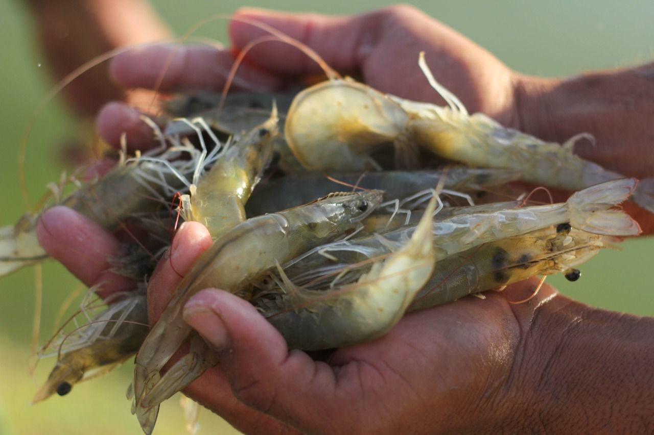 FENACAM’26 reúne cadeia da aquicultura em Natal com foco em negócios e expansão de mercados