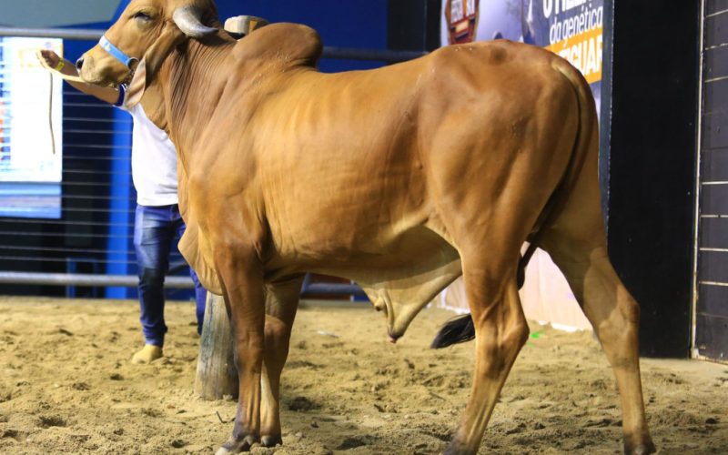 Festa do Bode 2025: exposição e julgamento de raças bovinas terão aumento de expositores