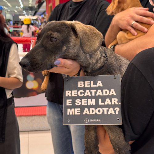 Feira de adoção de Cães e gatos vai acontecer na galeria Carrefour Natal no mês de maio