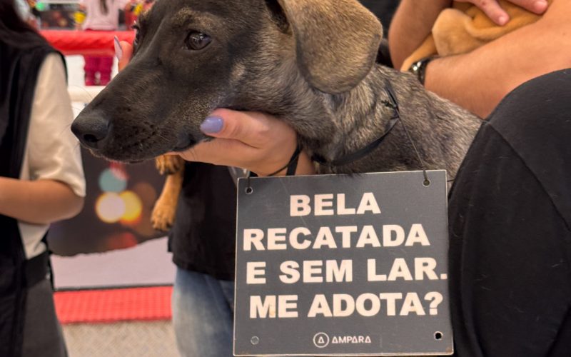 Feira de adoção de Cães e gatos vai acontecer na galeria Carrefour Natal no mês de maio