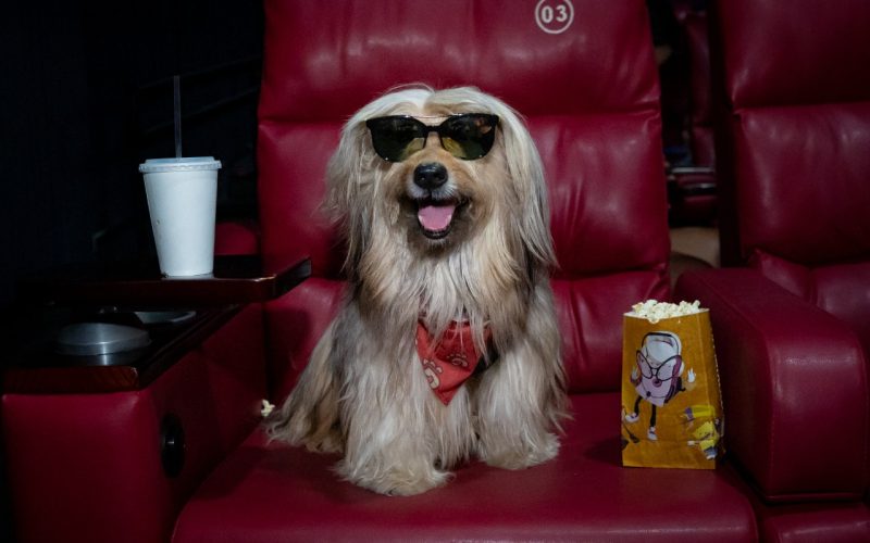 CINEPET realiza terceira edição de 2025 , neste domingo (27), no Moviecom Praia Shopping