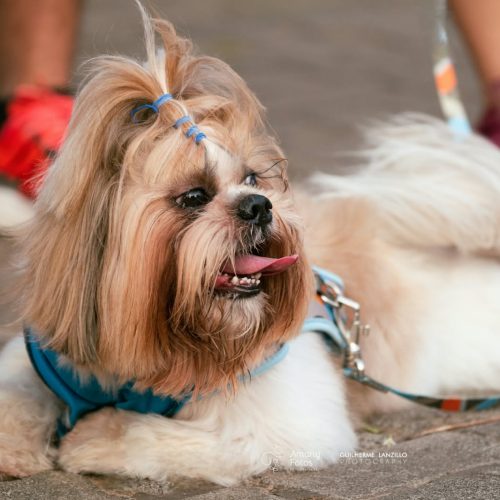 Natal Pet Family estreia na Arena das Dunas com programação para toda a família e seus pets