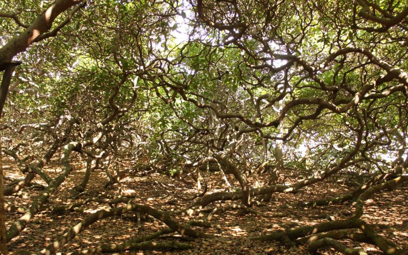 Funcionamento do Cajueiro, Parque das Dunas e Parque Mata da Pipa no feriado