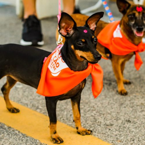 “Super Encãotro” proporciona diversão e lazer para as famílias multiespécie