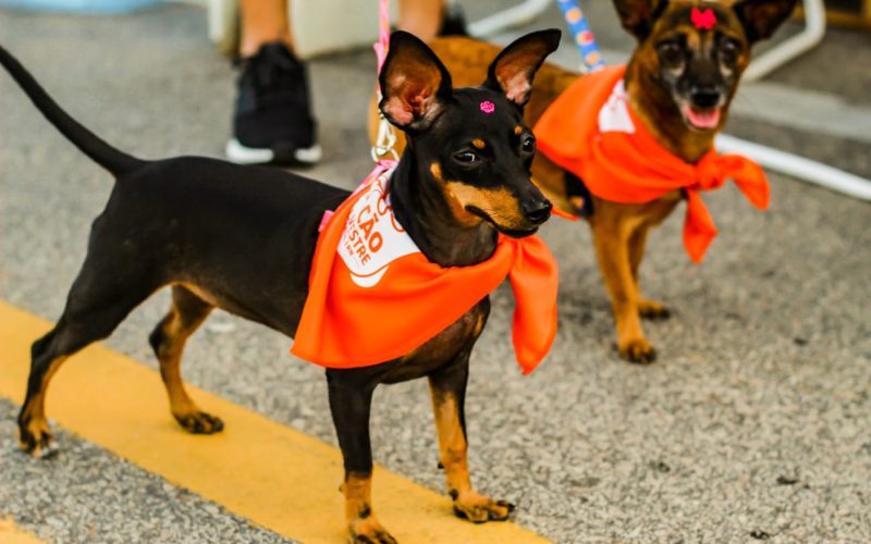 “Super Encãotro” proporciona diversão e lazer para as famílias multiespécie