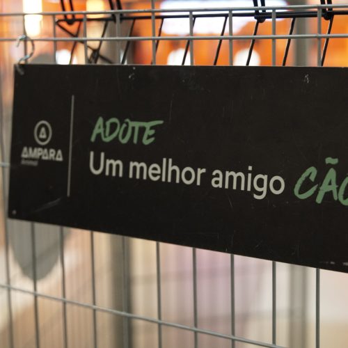 Cães e gatos buscam novas famílias em evento de adoção em Natal