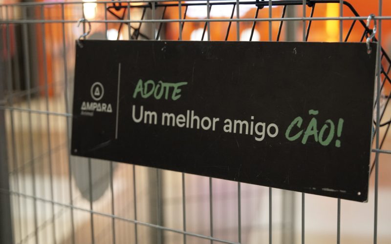 Cães e gatos buscam novas famílias em evento de adoção em Natal