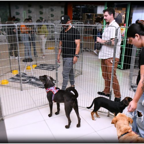 Adote um pet e ganhe um novo melhor amigo na Galeria do Carrefour Natal