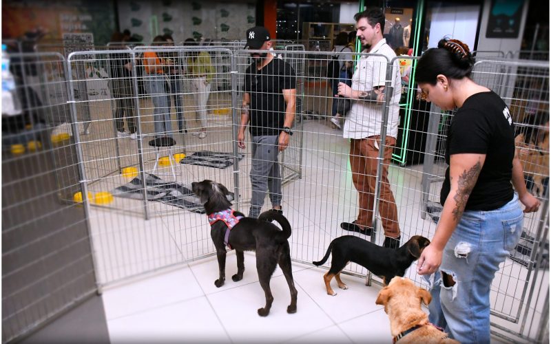 Adote um pet e ganhe um novo melhor amigo na Galeria do Carrefour Natal
