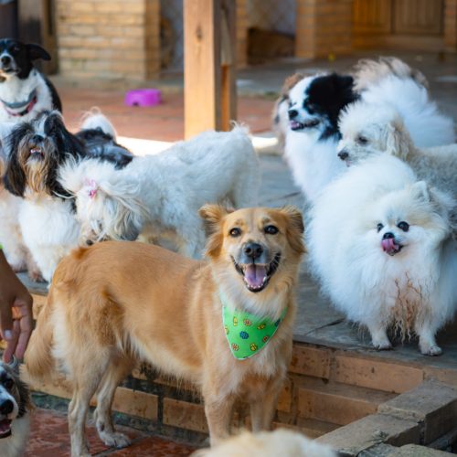 My Best Nanny oferece serviços de hospedagem para pets durante feriados e festas de fim de ano