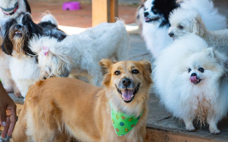 My Best Nanny oferece serviços de hospedagem para pets durante feriados e festas de fim de ano