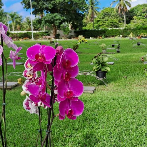 No Dia das Mães, visitantes movimentam cemitérios potiguares com missas e homenagens 