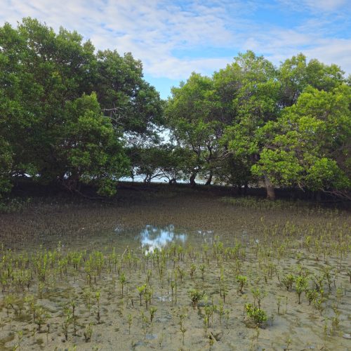 RN adere ao movimento global de preservação dos manguezais