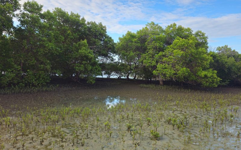 RN adere ao movimento global de preservação dos manguezais