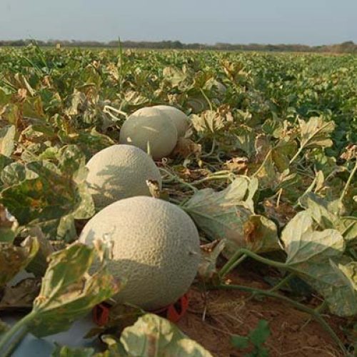 Workshop irá debater o mercado chinês para o melão brasileiro em Mossoró