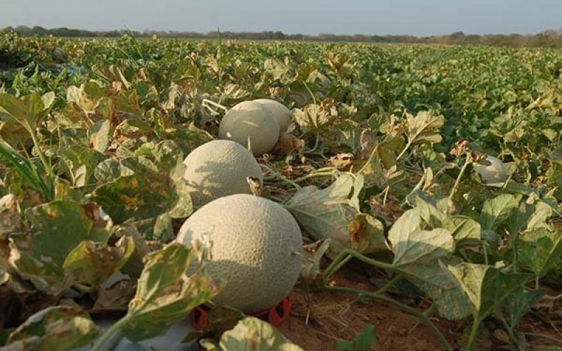 Workshop irá debater o mercado chinês para o melão brasileiro em Mossoró