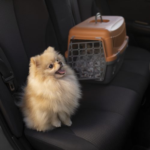 Férias com pets: número de animais viajando pelo Brasil cresce nesse período