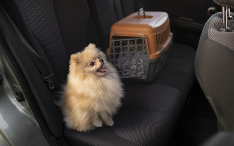 Férias com pets: número de animais viajando pelo Brasil cresce nesse período