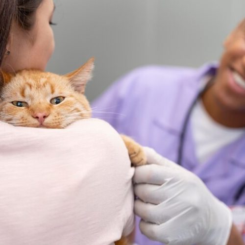 Centro Veterinário da UnP promove vacinação antirrábica e vermifugação de animais em Natal