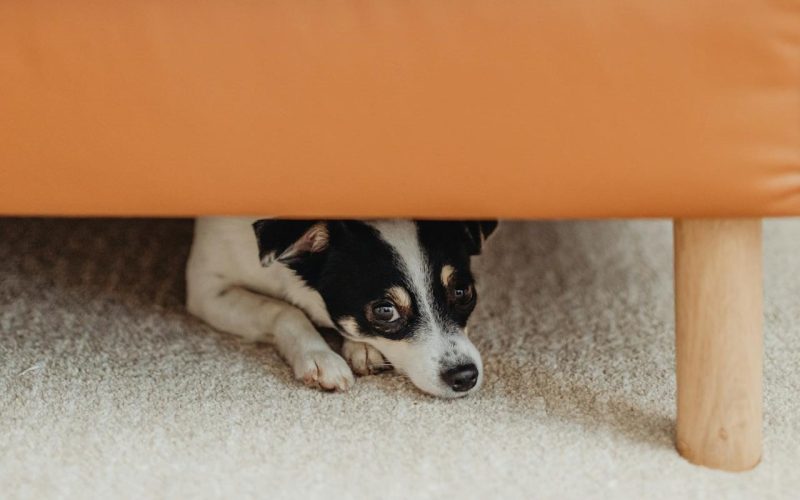Centro Médico Veterinário da UnP oferece atendimentos para cães e gatos em Natal
