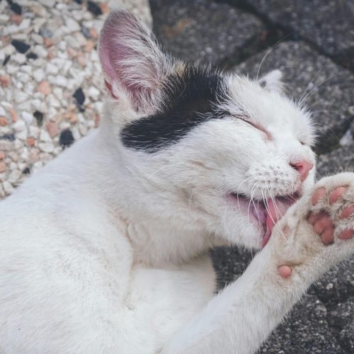 Pets que lambem muito a pele podem estar com algum problema de saúde, alerta veterinário