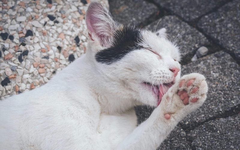 Pets que lambem muito a pele podem estar com algum problema de saúde, alerta veterinário