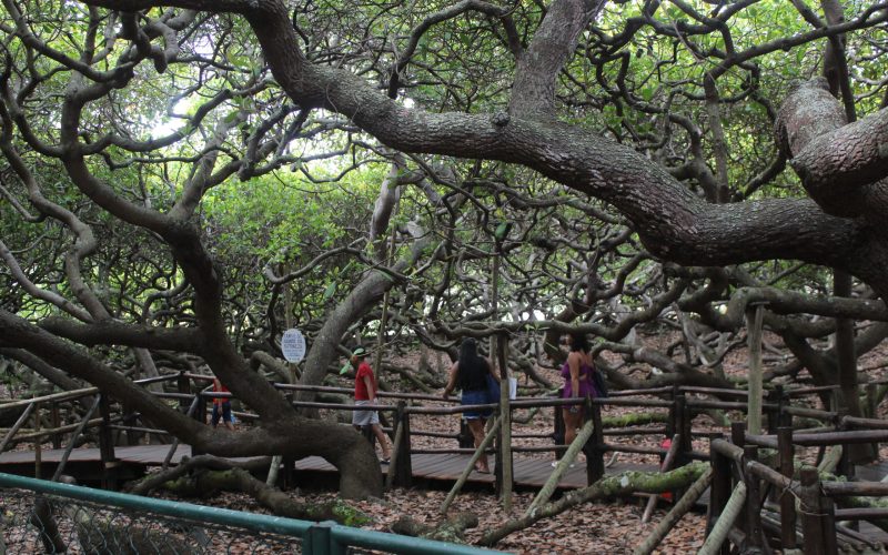 Cajueiro de Pirangi terá ajustes no horário de funcionamento a partir de novembro