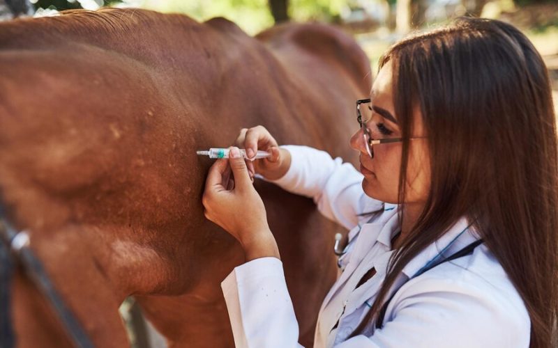 UnP Vet promete movimentar setor Agropet em mais uma edição