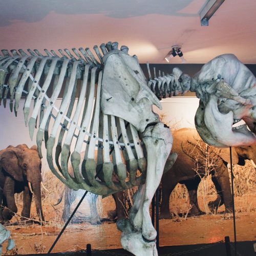 MCC traz programação de despedida da exposição com esqueletos gigantes