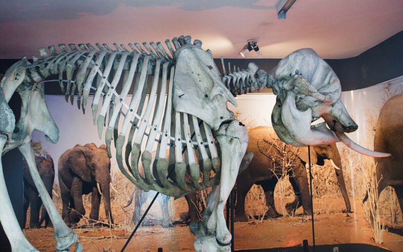 MCC traz programação de despedida da exposição com esqueletos gigantes