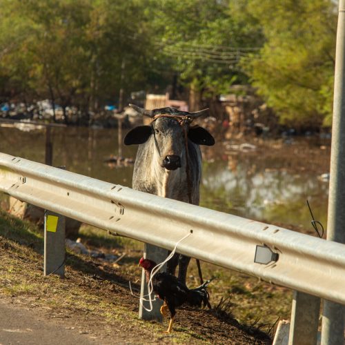 Proteção Animal Mundial lança documentário “As vítimas invisíveis da crise climática”