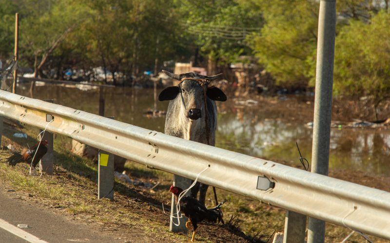 Proteção Animal Mundial lança documentário “As vítimas invisíveis da crise climática”