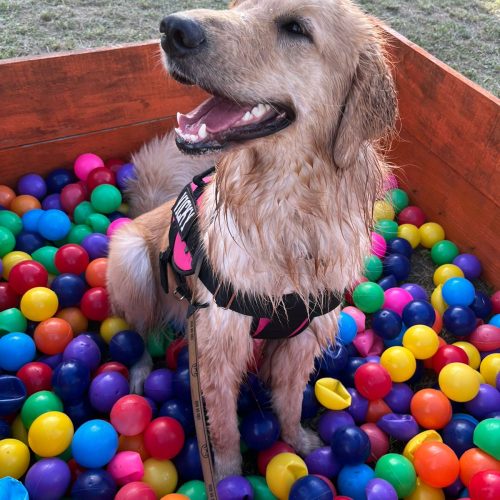 UnP realiza Med Pet com adoção de animais e outras atividades gratuitas na Cidade da Criança