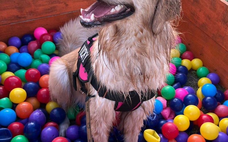 UnP realiza Med Pet com adoção de animais e outras atividades gratuitas na Cidade da Criança