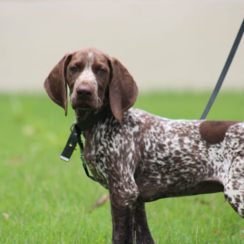 Polícia Civil do RN recebe doação de cão farejador de canil do Espírito Santo
