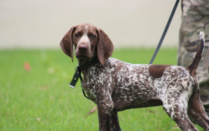 Polícia Civil do RN recebe doação de cão farejador de canil do Espírito Santo