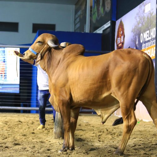 Festa do Boi 2024: leilões iniciam com saldo positivo e expectativa de crescimento