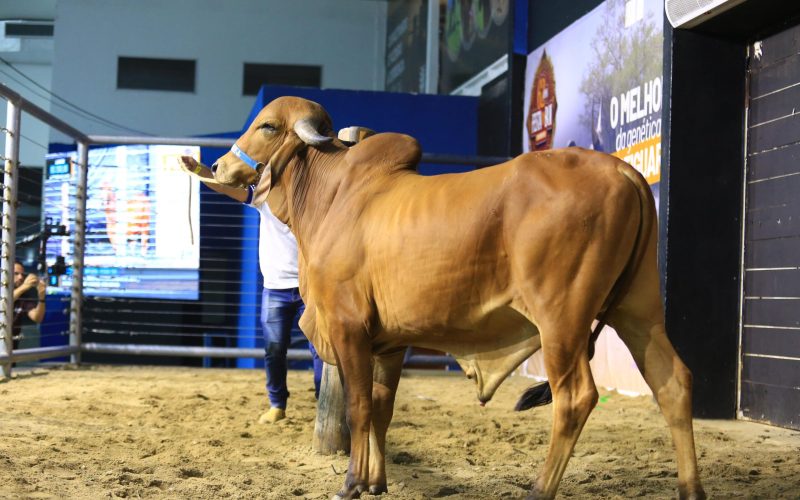 Festa do Boi 2024: leilões iniciam com saldo positivo e expectativa de crescimento