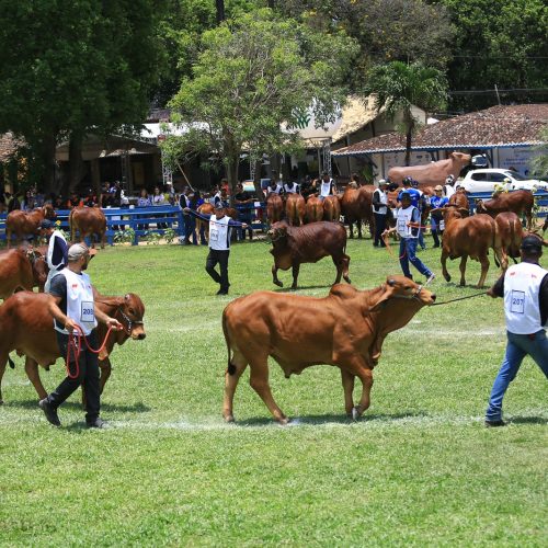 ExpoSindi Brasil na Festa do Boi é a maior exposição mundial da raça