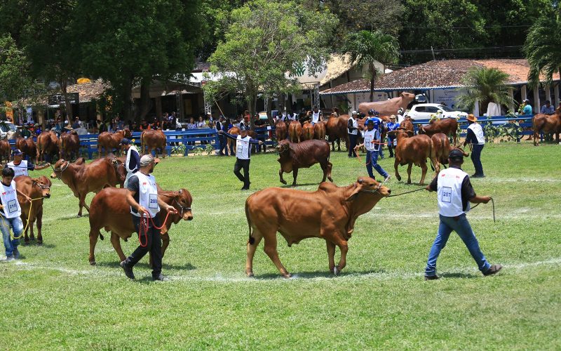 ExpoSindi Brasil na Festa do Boi é a maior exposição mundial da raça