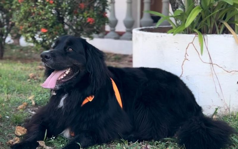 Cãominhada: Natal se une em apoio à causa animal neste domingo (18)